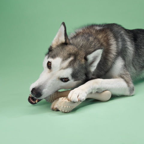 Image of BetterBone MEDIUM Durability CHEW TOY: Perfect Chew for Everyday Chewers | Natural Ingredients, Eco-Friendly, Non-Toxic