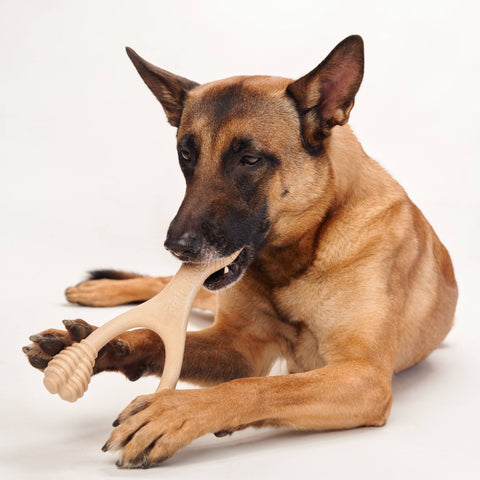 Image of BetterBone MEDIUM Durability CHEW TOY: Perfect Chew for Everyday Chewers | Natural Ingredients, Eco-Friendly, Non-Toxic