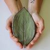 Large Leaf Dish Soap
